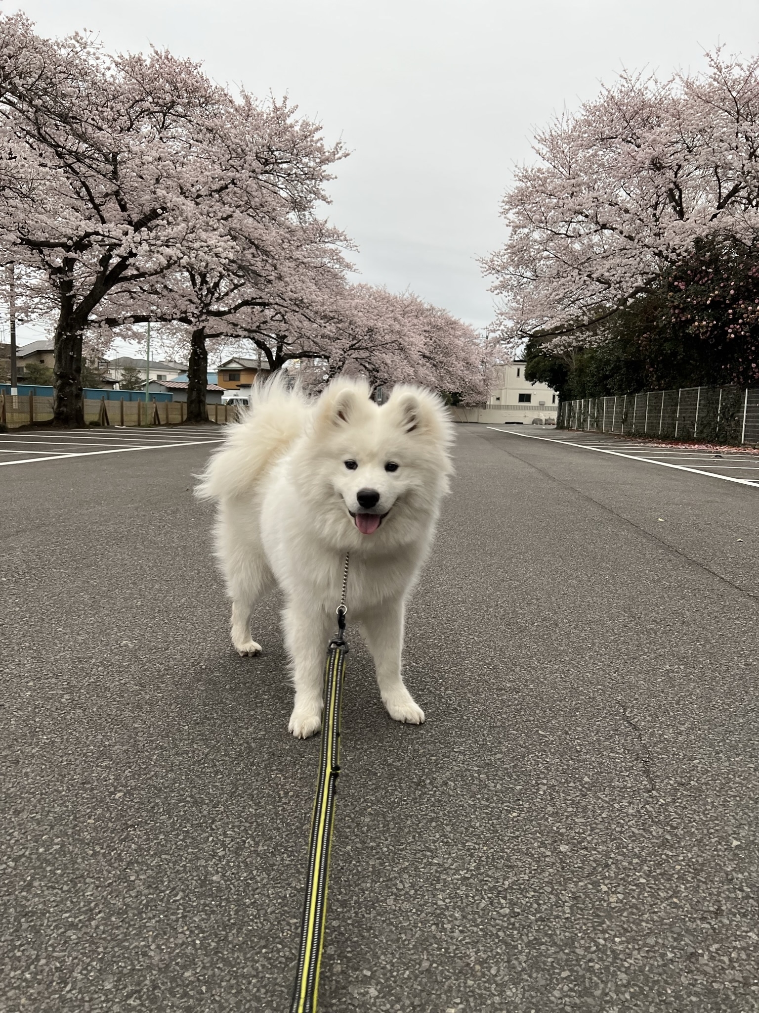 サルーテお花見