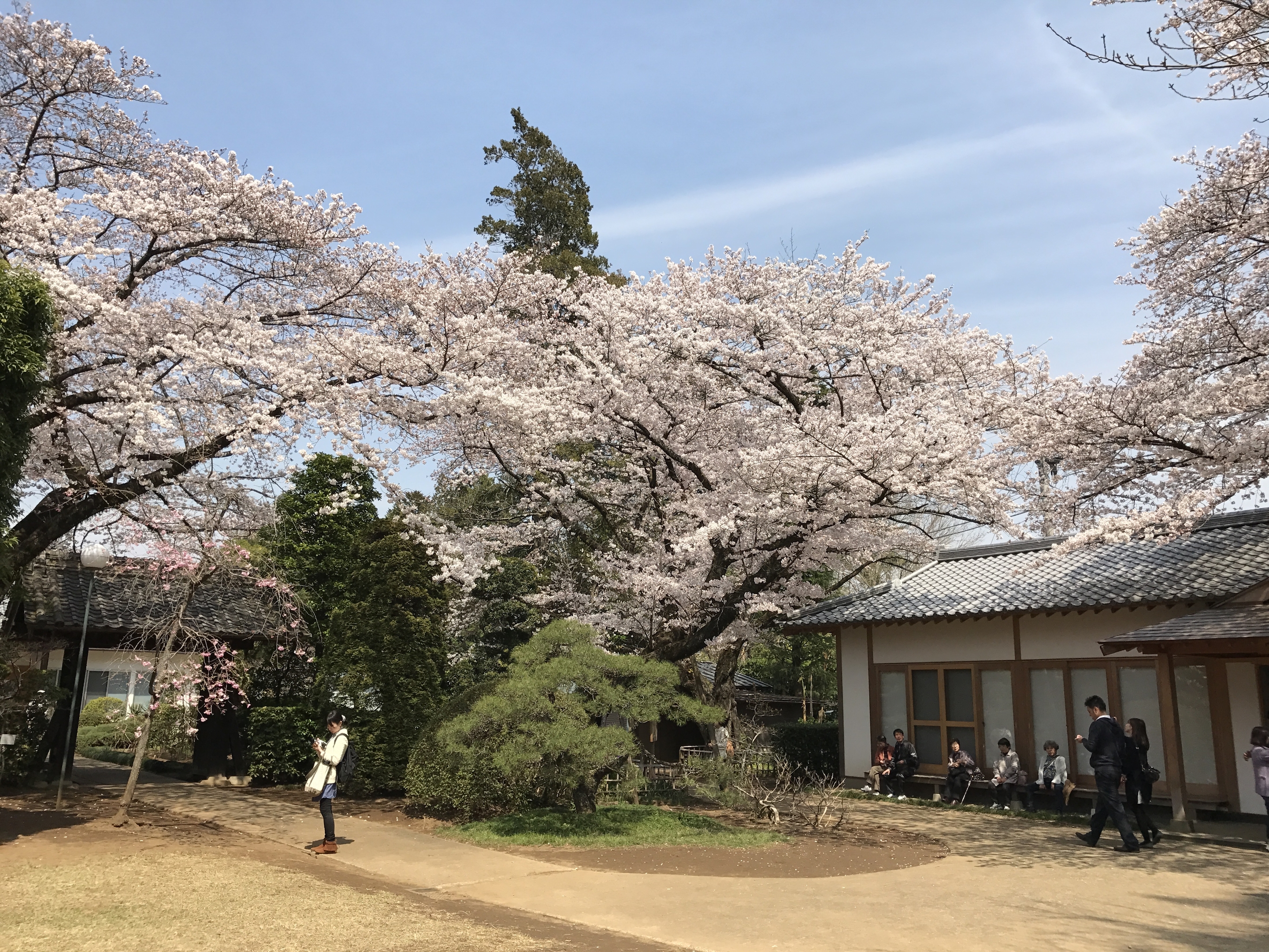 清水公園　桜